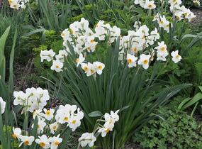 Narcis Tazetta 'Geranium' - Narcissus Tazetta 'Geranium'