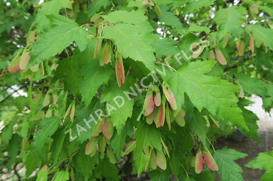 Javor tatarský - Acer tataricum