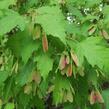 Javor tatarský - Acer tataricum