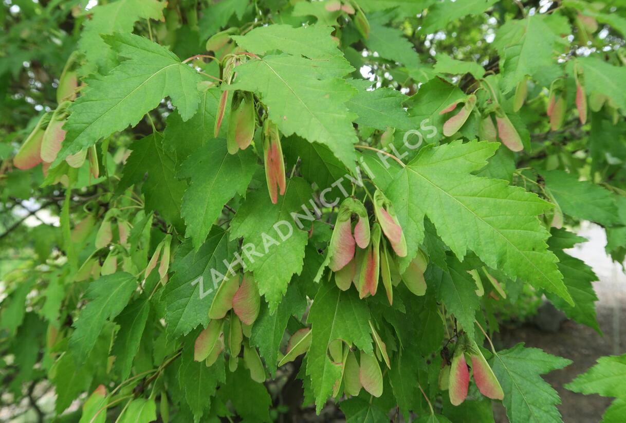 Javor tatarský - Acer tataricum