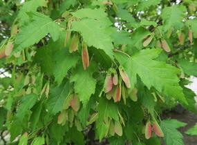Javor tatarský - Acer tataricum