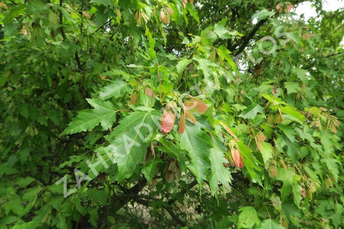 Javor tatarský - Acer tataricum