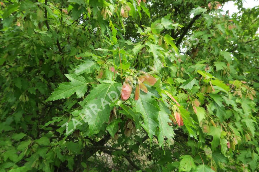 Javor tatarský - Acer tataricum