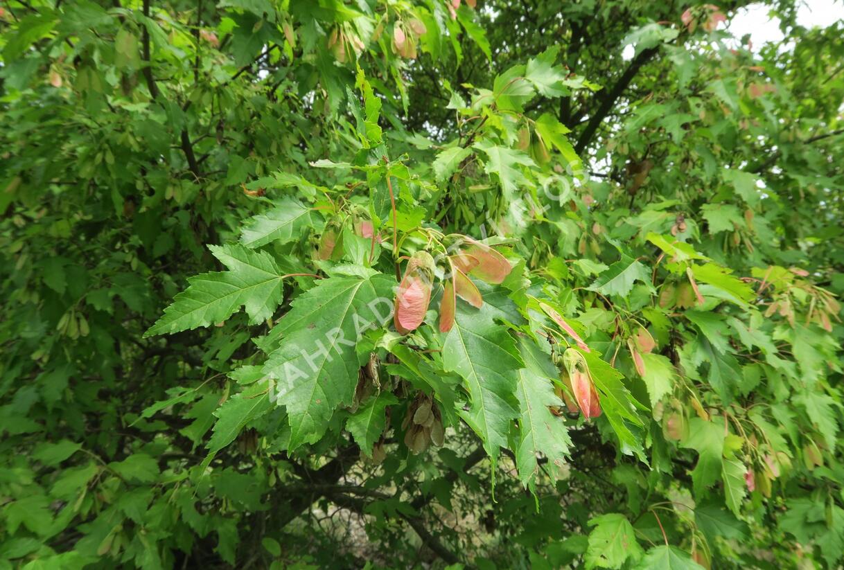Javor tatarský - Acer tataricum