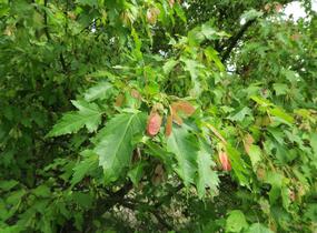 Javor tatarský - Acer tataricum
