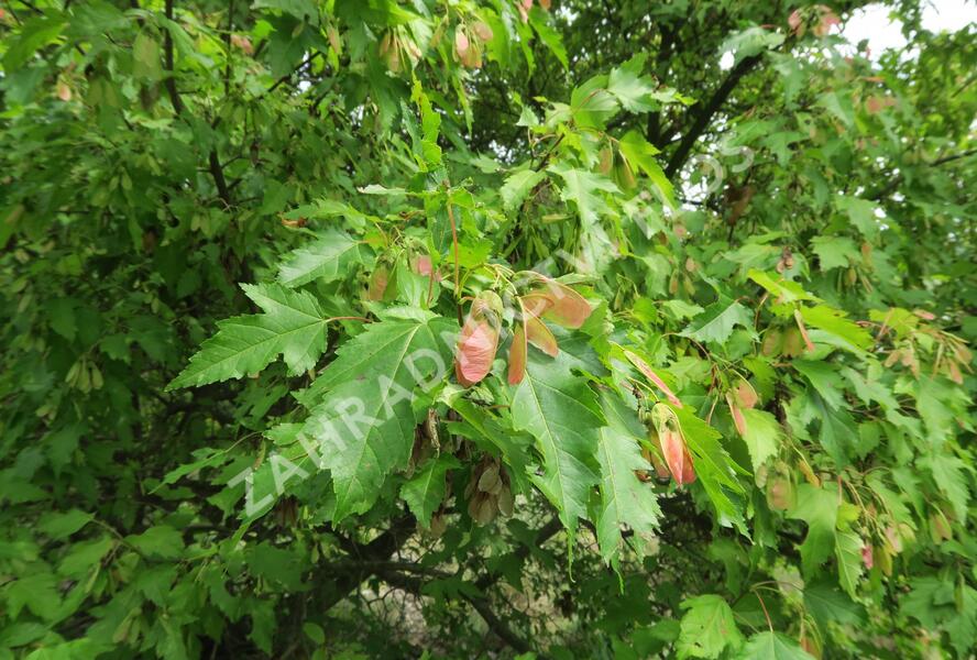Javor tatarský - Acer tataricum