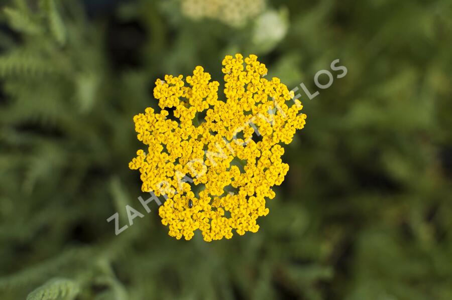 Řebříček tužebníkovitý 'Altgold' - Achillea filipendulina 'Altgold'
