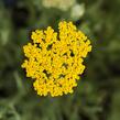 Řebříček tužebníkovitý 'Altgold' - Achillea filipendulina 'Altgold'