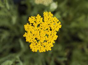 Řebříček tužebníkovitý 'Altgold' - Achillea filipendulina 'Altgold'