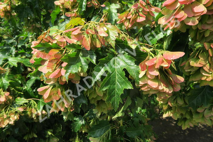 Javor ginnala - Acer ginnala