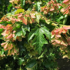 Javor ginnala - Acer ginnala