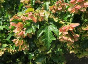 Javor ginnala - Acer ginnala