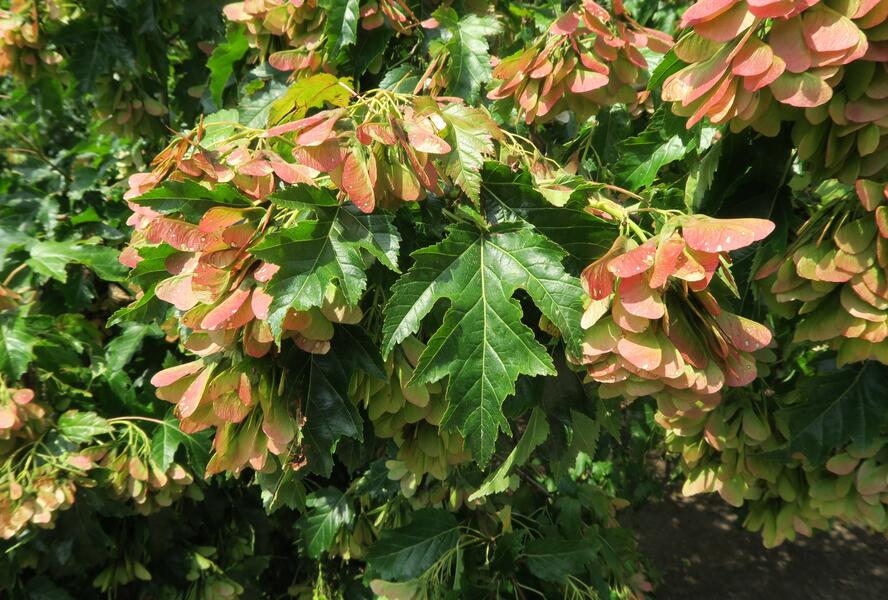 Javor ginnala - Acer ginnala