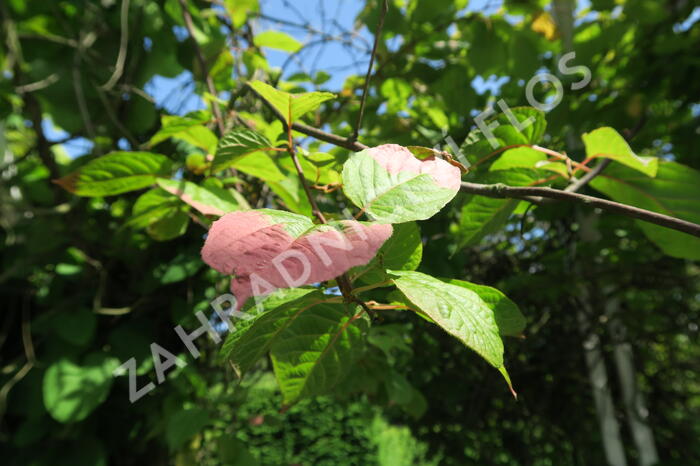 Aktinidie, kiwi sibiřské 'Dr. Szymanowski' - Actinidia kolomikta 'Dr. Szymanowski'