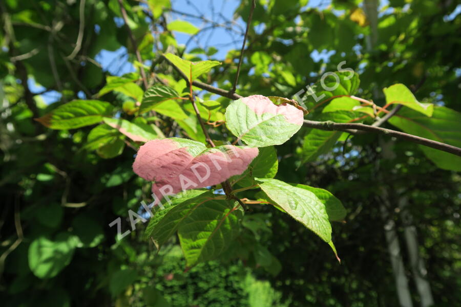 Aktinidie, kiwi sibiřské 'Dr. Szymanowski' - Actinidia kolomikta 'Dr. Szymanowski'