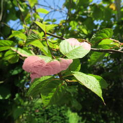 Aktinidie, kiwi sibiřské 'Dr. Szymanowski' - Actinidia kolomikta 'Dr. Szymanowski'