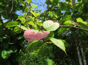 Aktinidie, kiwi sibiřské - samičí 'Dr. Szymanowski' - Actinidia kolomikta 'Dr. Szymanowski'