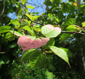 Aktinidie, kiwi sibiřské 'Dr. Szymanowski' - Actinidia kolomikta 'Dr. Szymanowski'