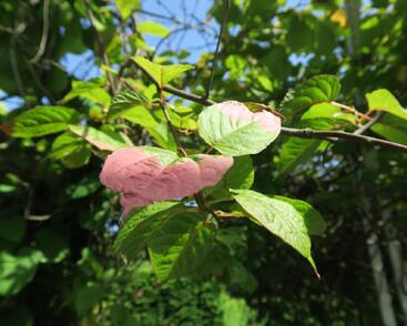 Aktinidie, kiwi sibiřské - samičí 'Dr. Szymanowski'