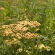 Řebříček tužebníkovitý 'Hannelore Pahl' - Achillea filipendulina 'Hannelore Pahl'