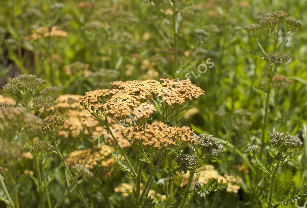 Řebříček tužebníkovitý 'Hannelore Pahl' - Achillea filipendulina 'Hannelore Pahl'