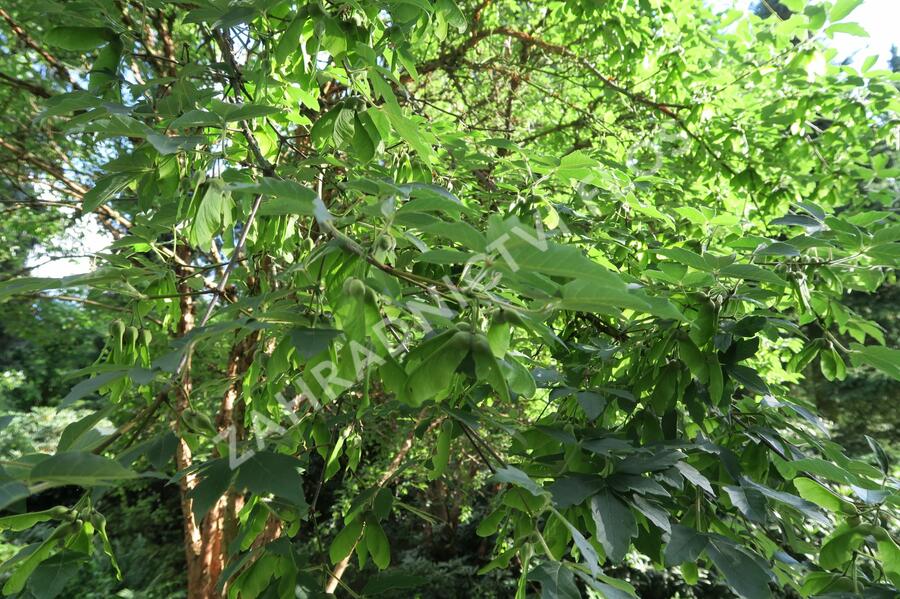 Javor šedý - Acer griseum