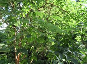 Javor šedý - Acer griseum