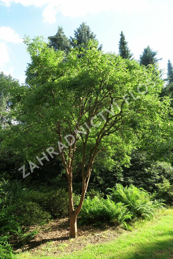 Javor šedý - Acer griseum
