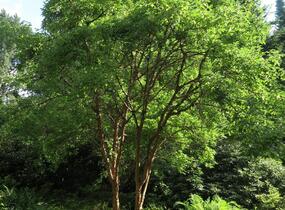 Javor šedý - Acer griseum