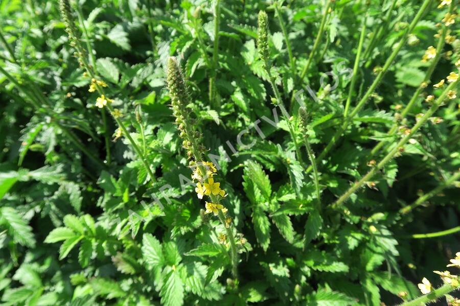 Řepík lékařský - Agrimonia eupatoria