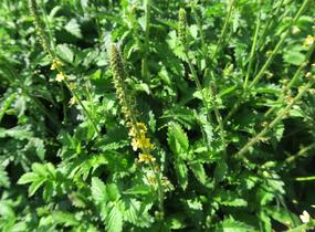Řepík lékařský - Agrimonia eupatoria