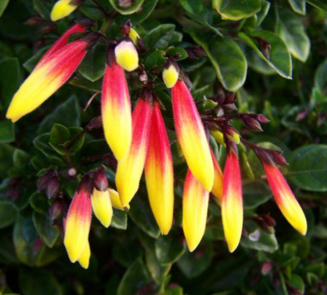 Jakobínie - Jacobinia pauciflora