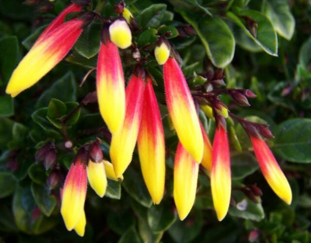 Jakobínie - Jacobinia pauciflora