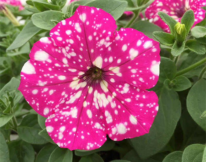 Petúnie 'Baby Doll' - Petunia hybrida 'Baby Doll'