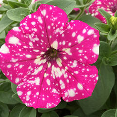 Petúnie 'Baby Doll' - Petunia hybrida 'Baby Doll'