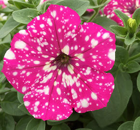 Petúnie 'Baby Doll' - Petunia hybrida 'Baby Doll'