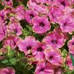 Petúnie 'Cascadias Pitaya' - Petunia hybrida 'Cascadias Pitaya'