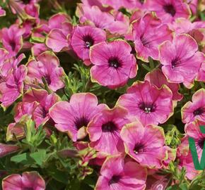 Petúnie 'Cascadias Pitaya' - Petunia hybrida 'Cascadias Pitaya'