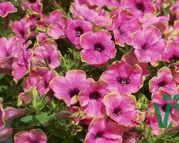Petúnie 'Cascadias Pitaya'