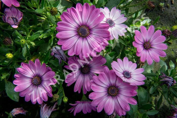 Dvoutvárka 'Erato Basket Rose Bicolor' - Osteospermum ecklonis 'Erato Basket Rose Bicolor'