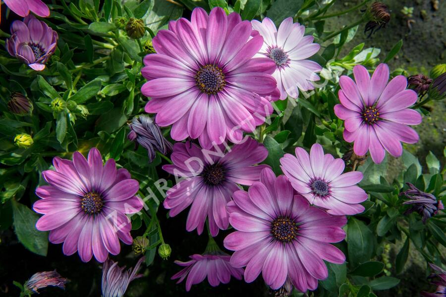 Dvoutvárka 'Erato Basket Rose Bicolor' - Osteospermum ecklonis 'Erato Basket Rose Bicolor'