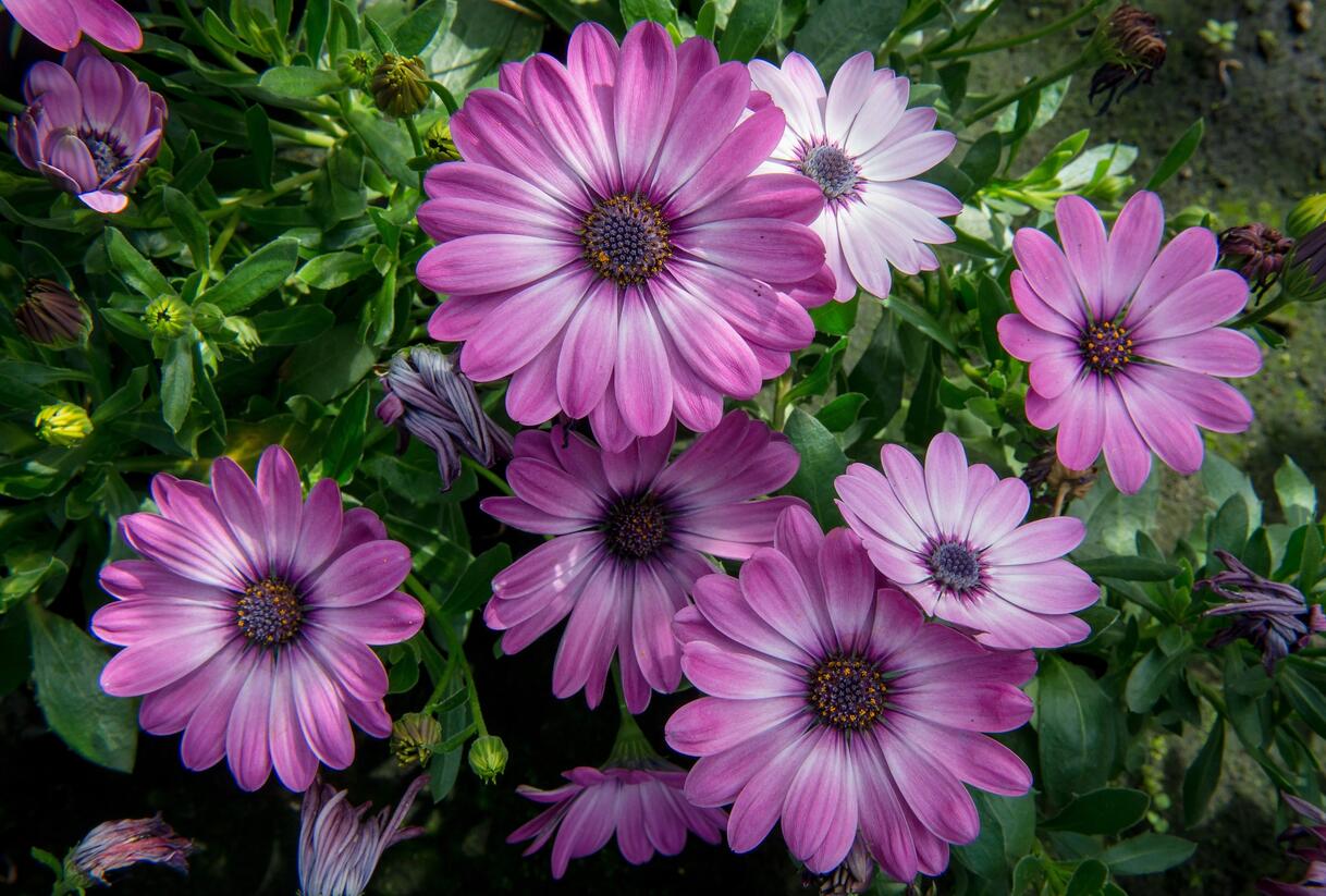 Dvoutvárka 'Erato Basket Rose Bicolor' - Osteospermum ecklonis 'Erato Basket Rose Bicolor'