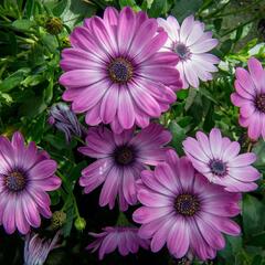 Dvoutvárka 'Erato Basket Rose Bicolor' - Osteospermum ecklonis 'Erato Basket Rose Bicolor'