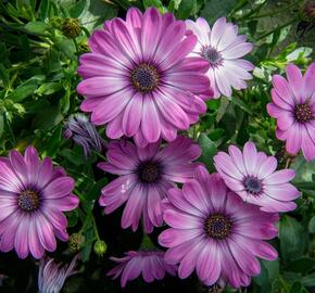 Dvoutvárka 'Erato Basket Rose Bicolor' - Osteospermum ecklonis 'Erato Basket Rose Bicolor'