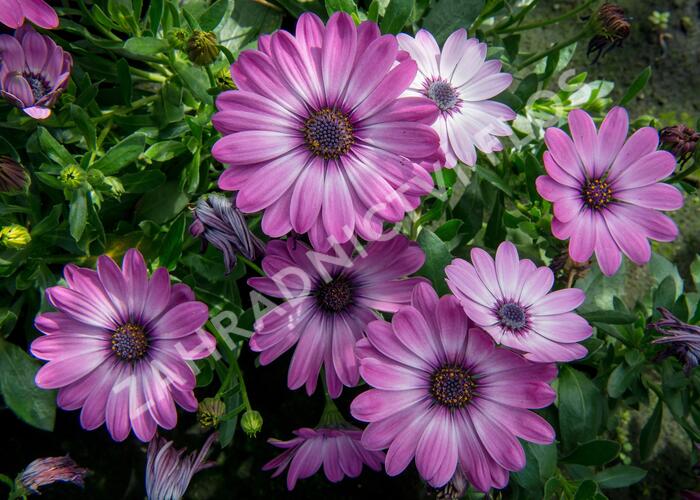 Dvoutvárka 'Erato Basket Rose Bicolor' - Osteospermum ecklonis 'Erato Basket Rose Bicolor'