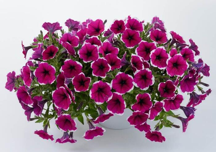 Petúnie 'Cascadias Rim Cherry' - Petunia hybrida 'Cascadias Rim Cherry'