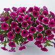 Petúnie 'Cascadias Rim Cherry' - Petunia hybrida 'Cascadias Rim Cherry'