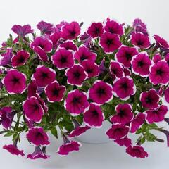 Petúnie 'Cascadias Rim Cherry' - Petunia hybrida 'Cascadias Rim Cherry'