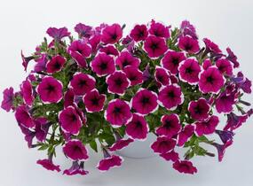 Petúnie 'Cascadias Rim Cherry' - Petunia hybrida 'Cascadias Rim Cherry'