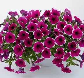 Petúnie 'Cascadias Rim Cherry' - Petunia hybrida 'Cascadias Rim Cherry'